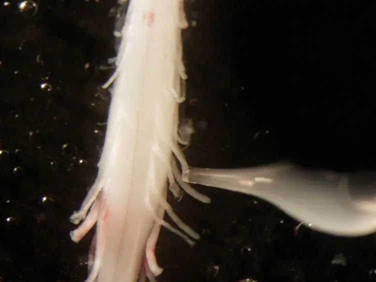 Retrograde Loading of Nerves, Tracts, and Spinal Roots with Fluorescent Dyes