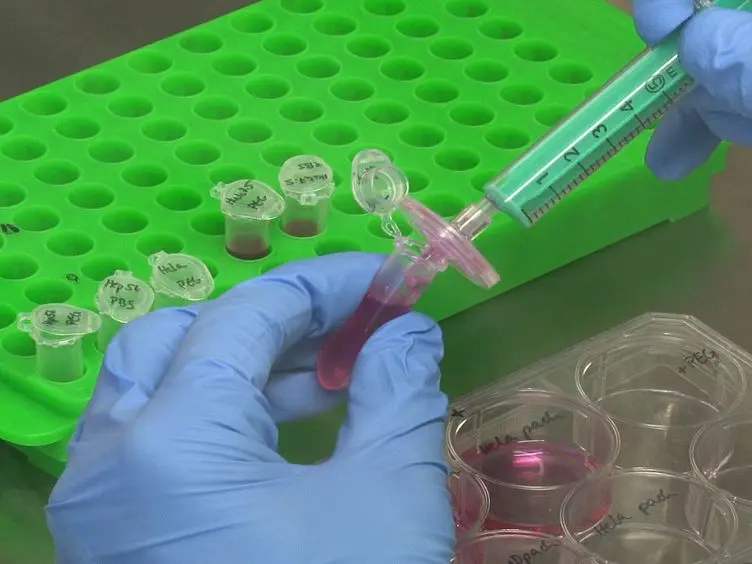 Two Methods of Heterokaryon Formation to Discover HCV Restriction Factors