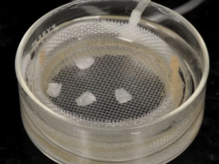 Preparation of Acute Subventricular Zone Slices for Calcium Imaging