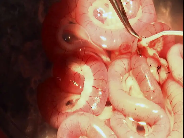 Orthotopic Small Bowel Transplantation in Rats