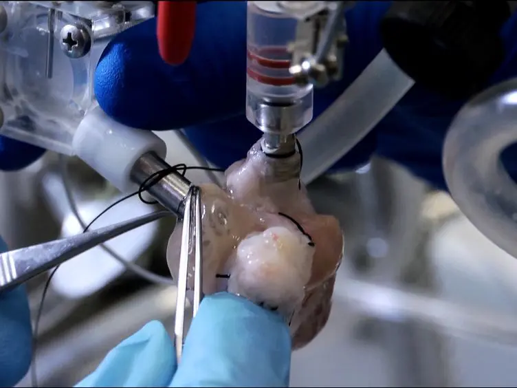 NADH Fluorescence Imaging of Isolated Biventricular Working Rabbit Hearts