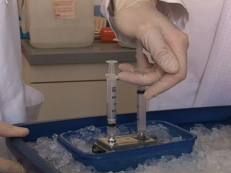 Purification of Pathogen Vacuoles from <em>Legionella</em>-infected Phagocytes