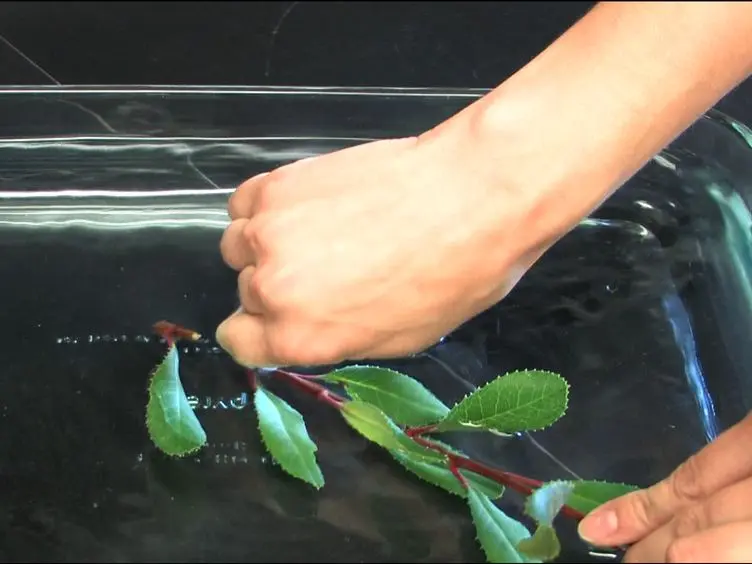 Measurement of Leaf Hydraulic Conductance and Stomatal Conductance and Their Responses to Irradiance and Dehydration Using the Evaporative Flux Method (EFM)