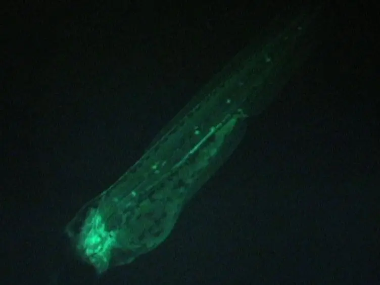 Facilitating Drug Discovery: An Automated High-content Inflammation Assay in Zebrafish