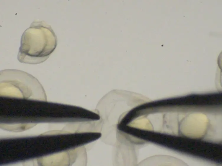 An Assay for Permeability of the Zebrafish Embryonic Neuroepithelium
