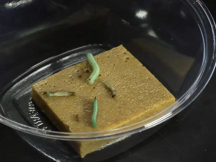 Rearing and Injection of <em>Manduca sexta</em> Larvae to Assess Bacterial Virulence