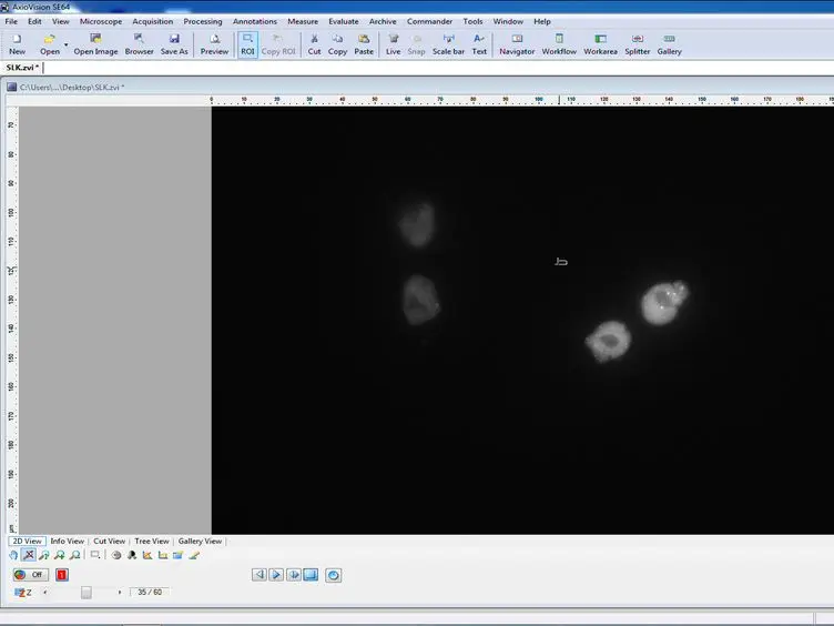 Monitoring Plasmid Replication in Live Mammalian Cells over Multiple Generations by Fluorescence Microscopy