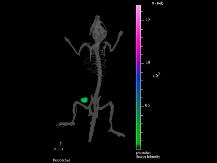 Bioluminescent Bacterial Imaging <em>In Vivo</em>