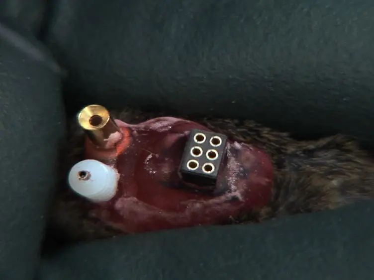 Simultaneous Electroencephalography, Real-time Measurement of Lactate Concentration and Optogenetic Manipulation of Neuronal Activity in the Rodent Cerebral Cortex