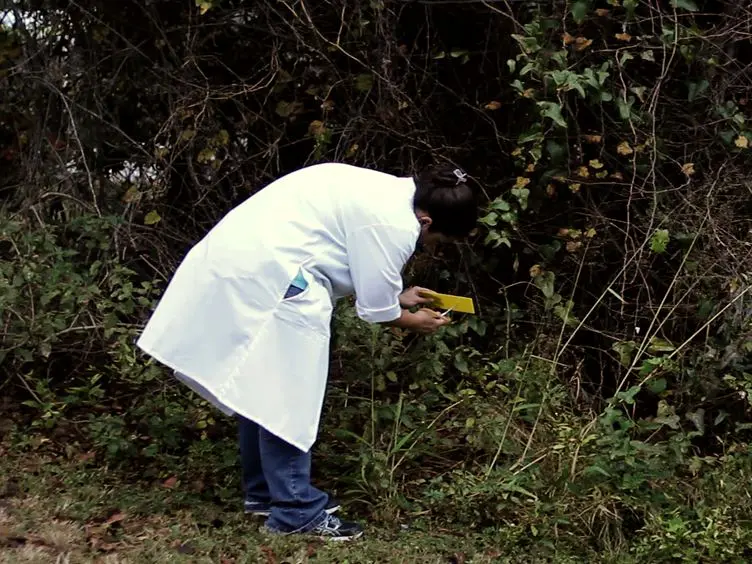 Transmitting Plant Viruses Using Whiteflies