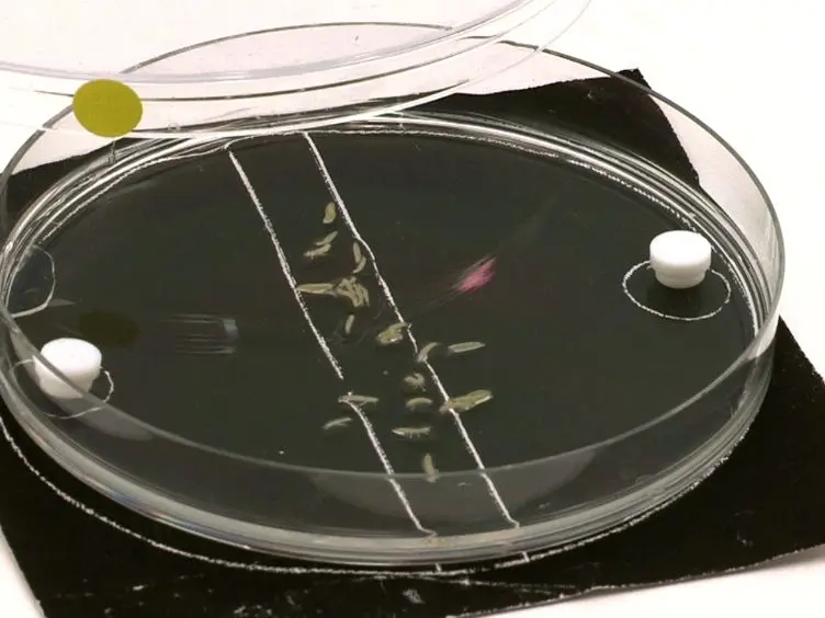 Appetitive Associative Olfactory Learning in <em>Drosophila</em> Larvae