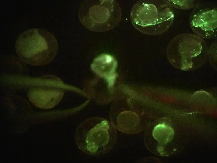 Laser-inflicted Injury of Zebrafish Embryonic Skeletal Muscle