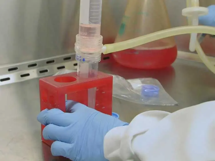 Isolating Primary Melanocyte-like Cells from the Mouse Heart