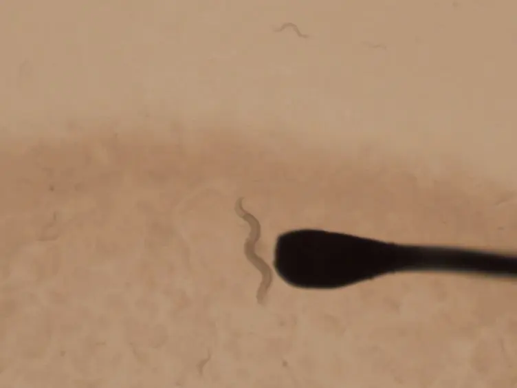 Quantitative Locomotion Study of Freely Swimming Micro-organisms Using Laser Diffraction