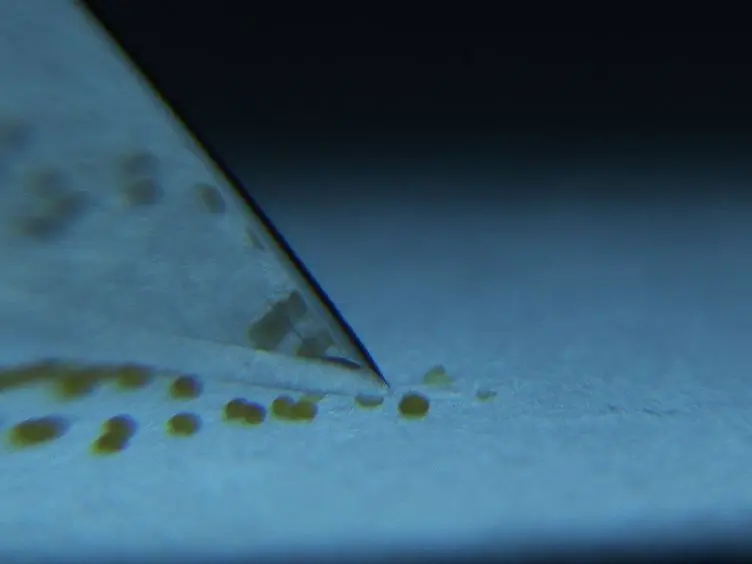 Long-term, High-resolution Confocal Time Lapse Imaging of <em>Arabidopsis Cotyledon</em> Epidermis during Germination