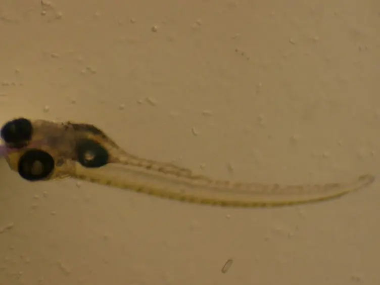 Microgavage of Zebrafish Larvae