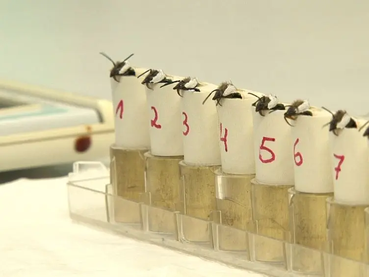 Tactile Conditioning And Movement Analysis Of Antennal Sampling Strategies In Honey Bees (<em>Apis mellifera</em> L.)