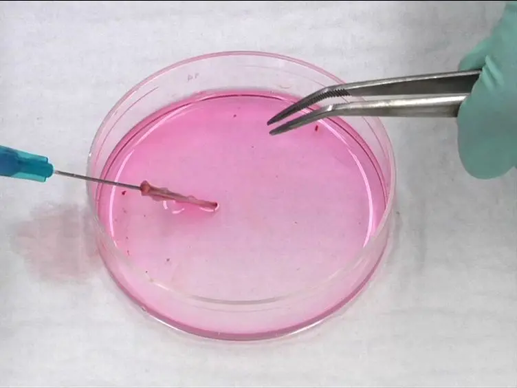Using Quantitative Real-time PCR to Determine Donor Cell Engraftment in a Competitive Murine Bone Marrow Transplantation Model