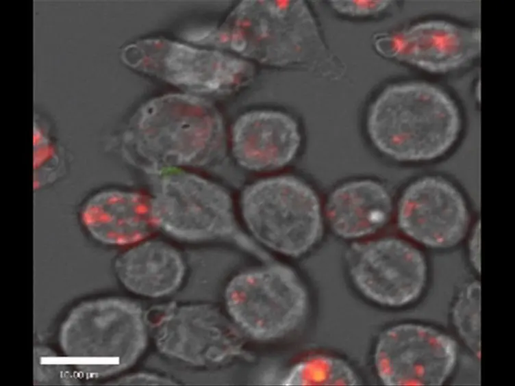 Live-cell Video Microscopy of Fungal Pathogen Phagocytosis