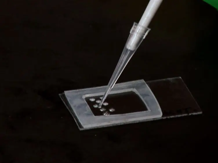 Giant Liposome Preparation for Imaging and Patch-Clamp Electrophysiology