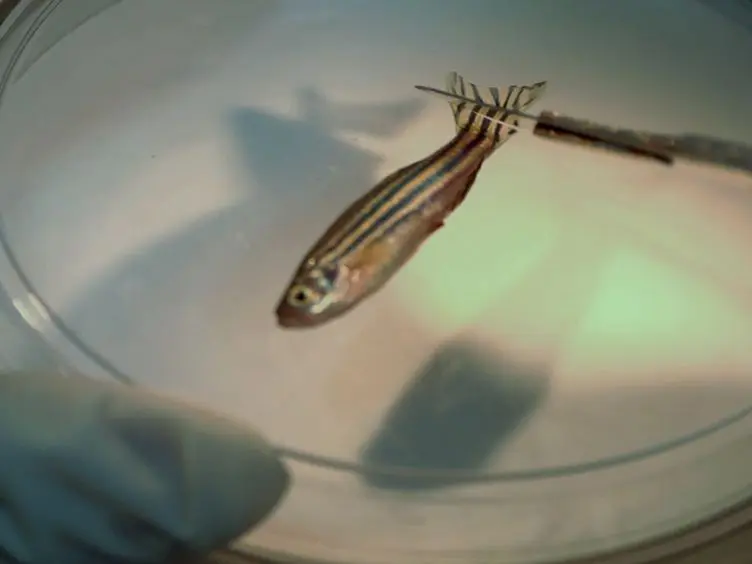 A Zebrafish Model of Diabetes Mellitus and Metabolic Memory
