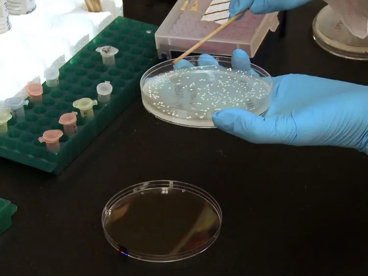 Measurement of Vacuolar and Cytosolic pH <em>In Vivo</em> in Yeast Cell Suspensions