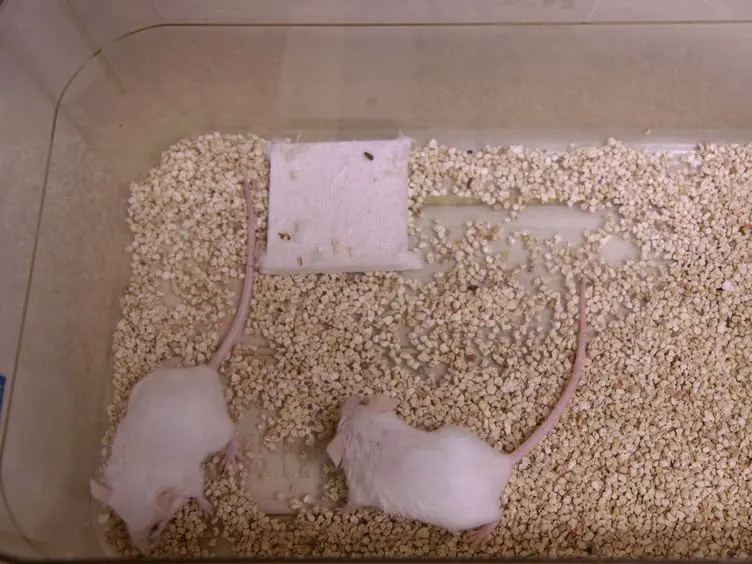 Mouse Models for Graft Arteriosclerosis