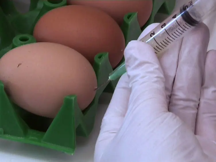 Chicken Embryo Spinal Cord Slice Culture Protocol
