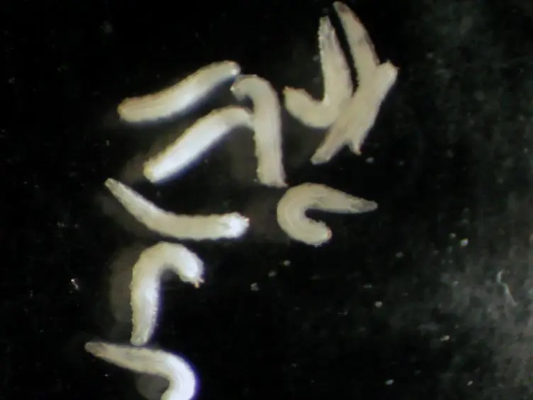 An Injury Paradigm to Investigate Central Nervous System Repair in <em>Drosophila</em>