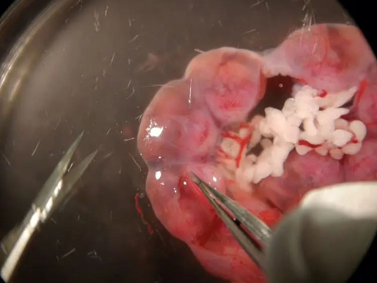 A Novel <em>Ex vivo</em> Culture Method for the Embryonic Mouse Heart