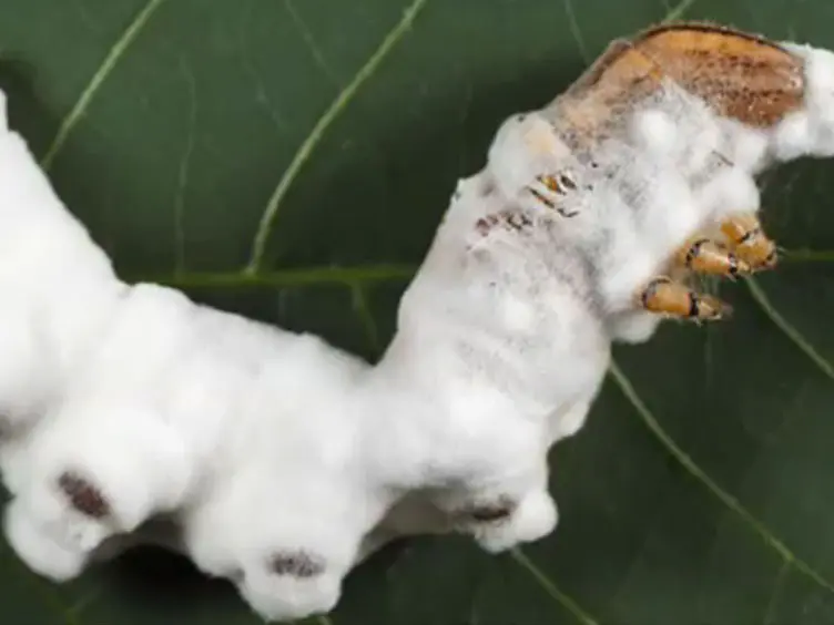 Establishing Fungal Entomopathogens as Endophytes: Towards Endophytic Biological Control
