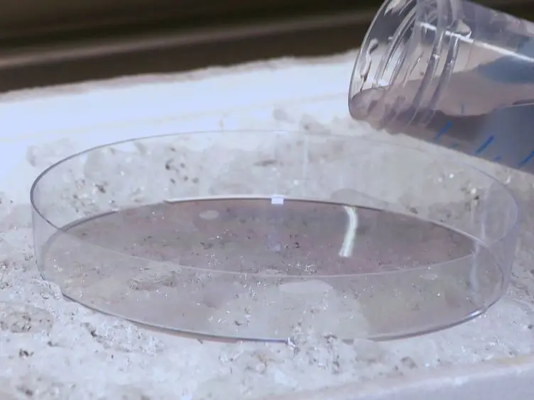 Culturing Primary Rat Inner Medullary Collecting Duct Cells