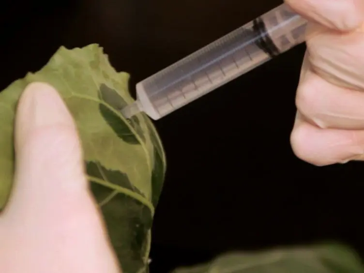 Efficient Agroinfiltration of Plants for High-level Transient Expression of Recombinant Proteins