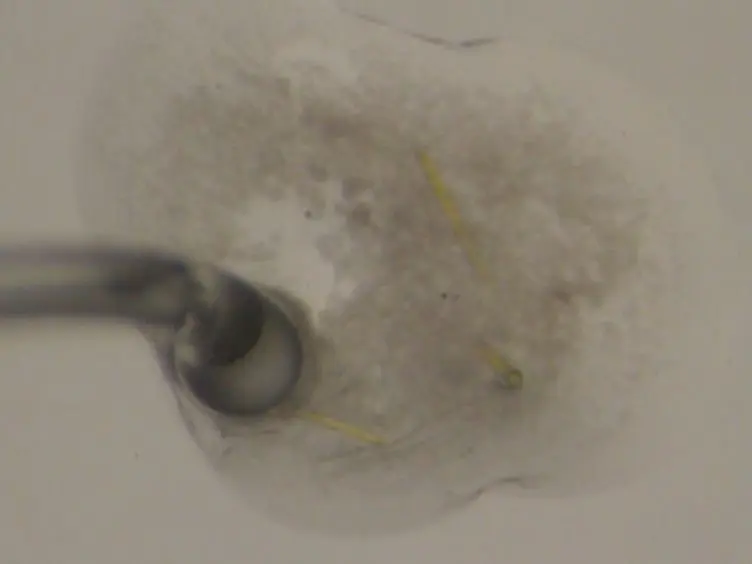 Improving the Success Rate of Protein Crystallization by Random Microseed Matrix Screening