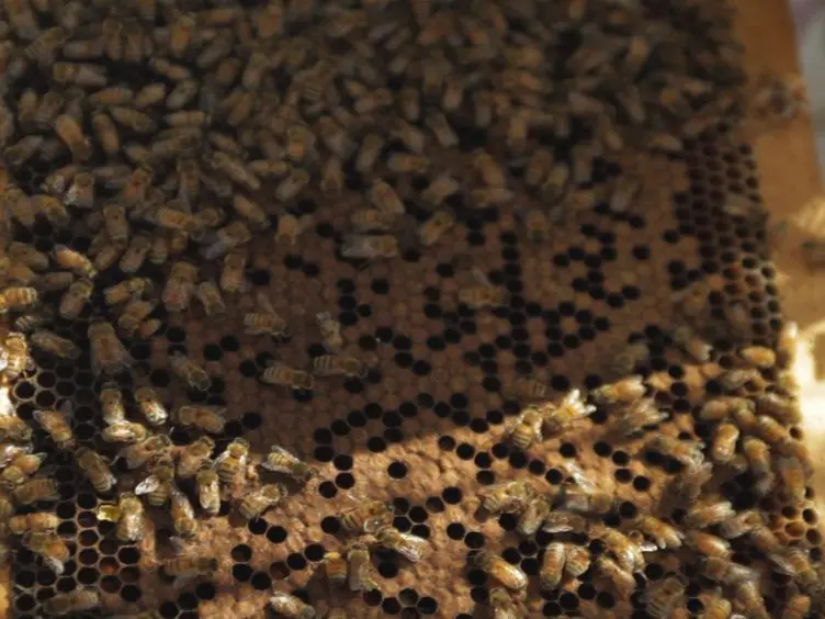 Obtaining Specimens with Slowed, Accelerated and Reversed Aging in the Honey Bee Model