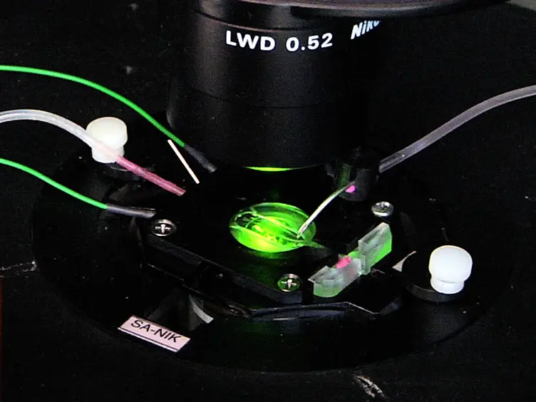 Examination of Synaptic Vesicle Recycling Using FM Dyes During Evoked, Spontaneous, and Miniature Synaptic Activities