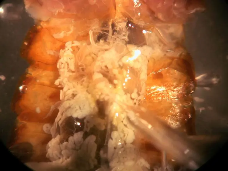 Neural Circuit Recording from an Intact Cockroach Nervous System