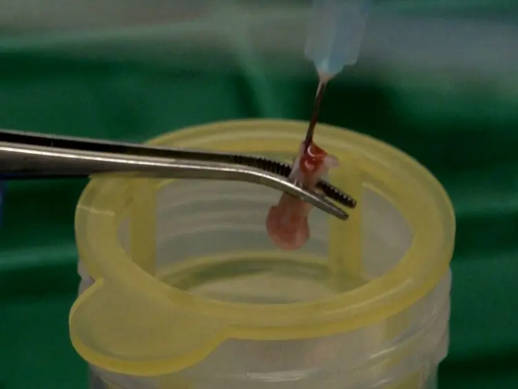 Isolation, Purification and Labeling of Mouse Bone Marrow Neutrophils for Functional Studies and Adoptive Transfer Experiments