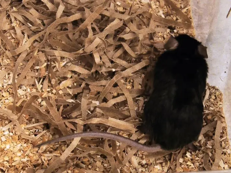 Noninvasive Intratracheal Intubation to Study the Pathology and Physiology of Mouse Lung