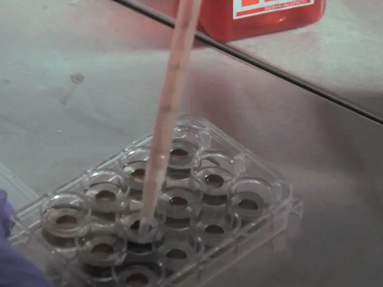 Self-reporting Scaffolds for 3-Dimensional Cell Culture