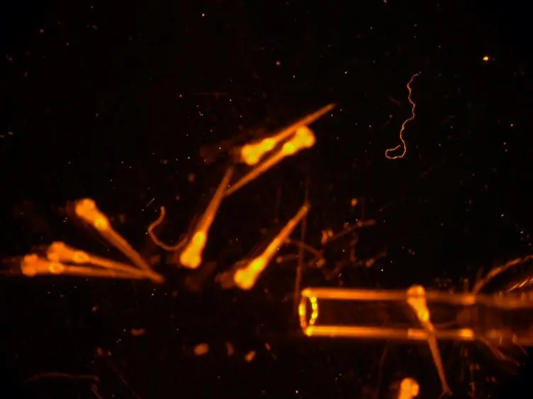 Motor Nerve Transection and Time-lapse Imaging of Glial Cell Behaviors in Live Zebrafish