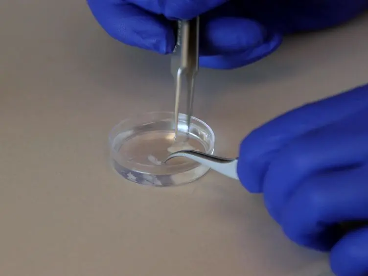 Separation of Spermatogenic Cell Types Using STA-PUT Velocity Sedimentation
