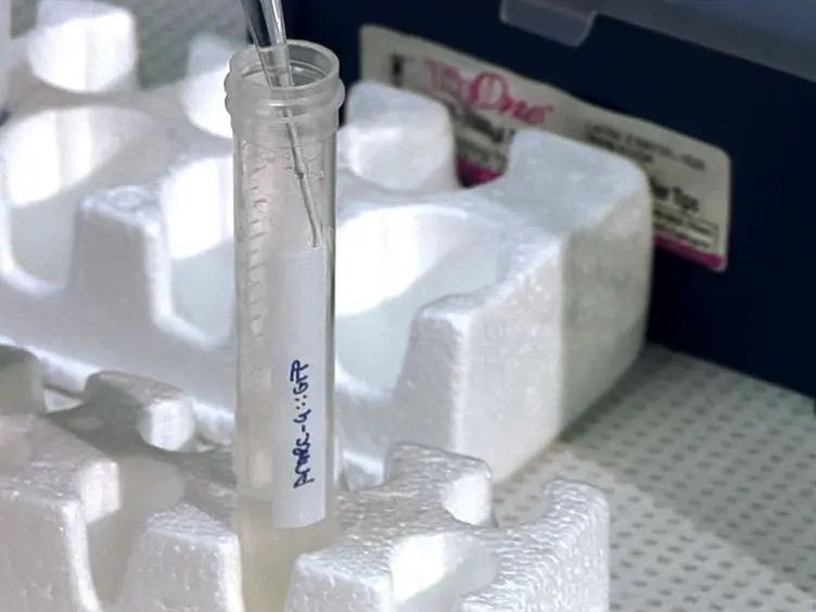 A Method for Culturing Embryonic <em>C. elegans</em> Cells