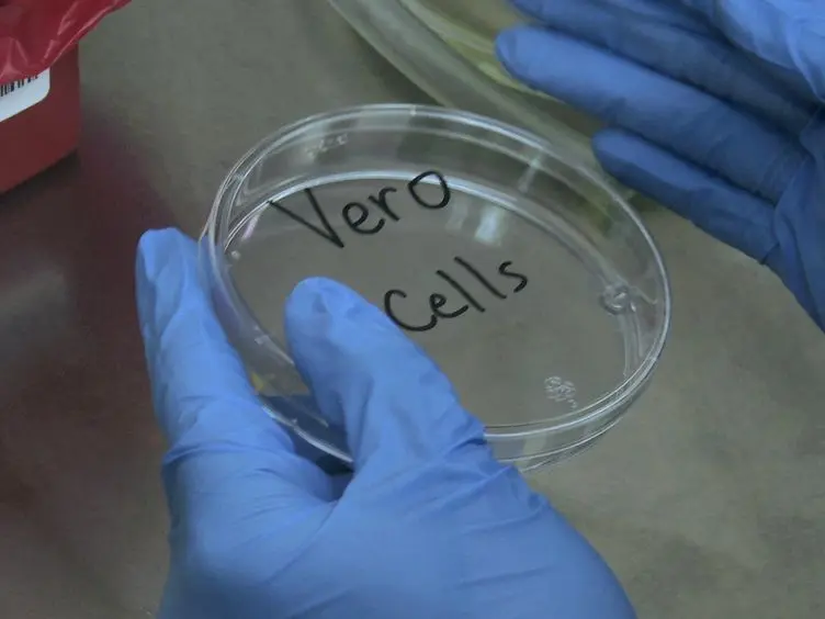 Generation of Recombinant Arenavirus for Vaccine Development in FDA-Approved Vero Cells