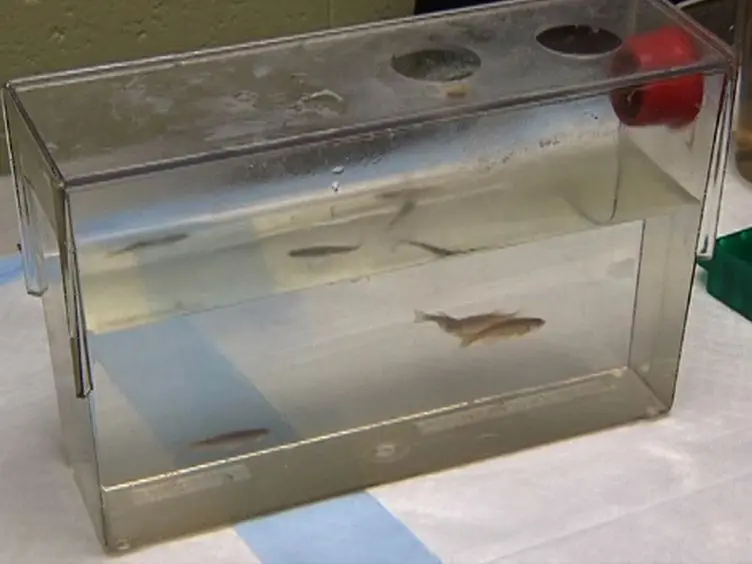 Gavaging Adult Zebrafish