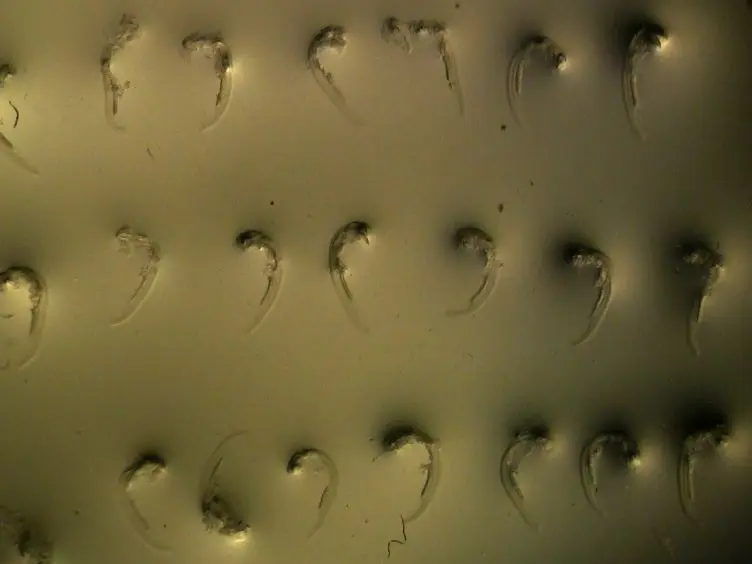 Dissection and Lateral Mounting of Zebrafish Embryos: Analysis of Spinal Cord Development