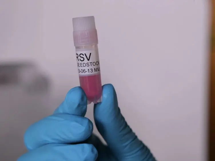 An <em>In vitro</em> Model to Study Immune Responses of Human Peripheral Blood Mononuclear Cells to Human Respiratory Syncytial Virus Infection