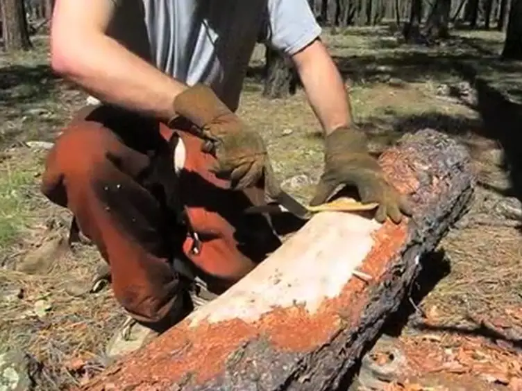 Technique for Studying Arthropod and Microbial Communities within Tree Tissues