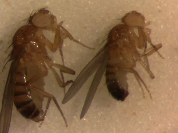 A Single-fly Assay for Foraging Behavior in <em>Drosophila</em>