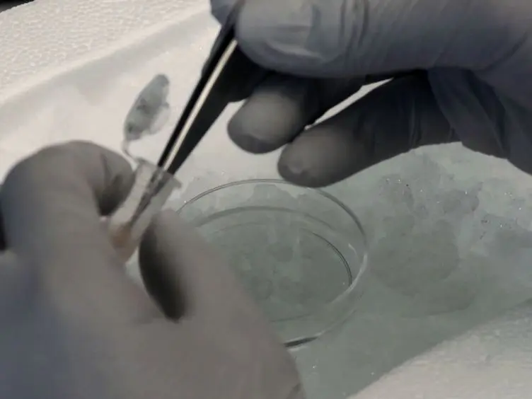 Slide Preparation Method to Preserve Three-dimensional Chromatin Architecture of Testicular Germ Cells
